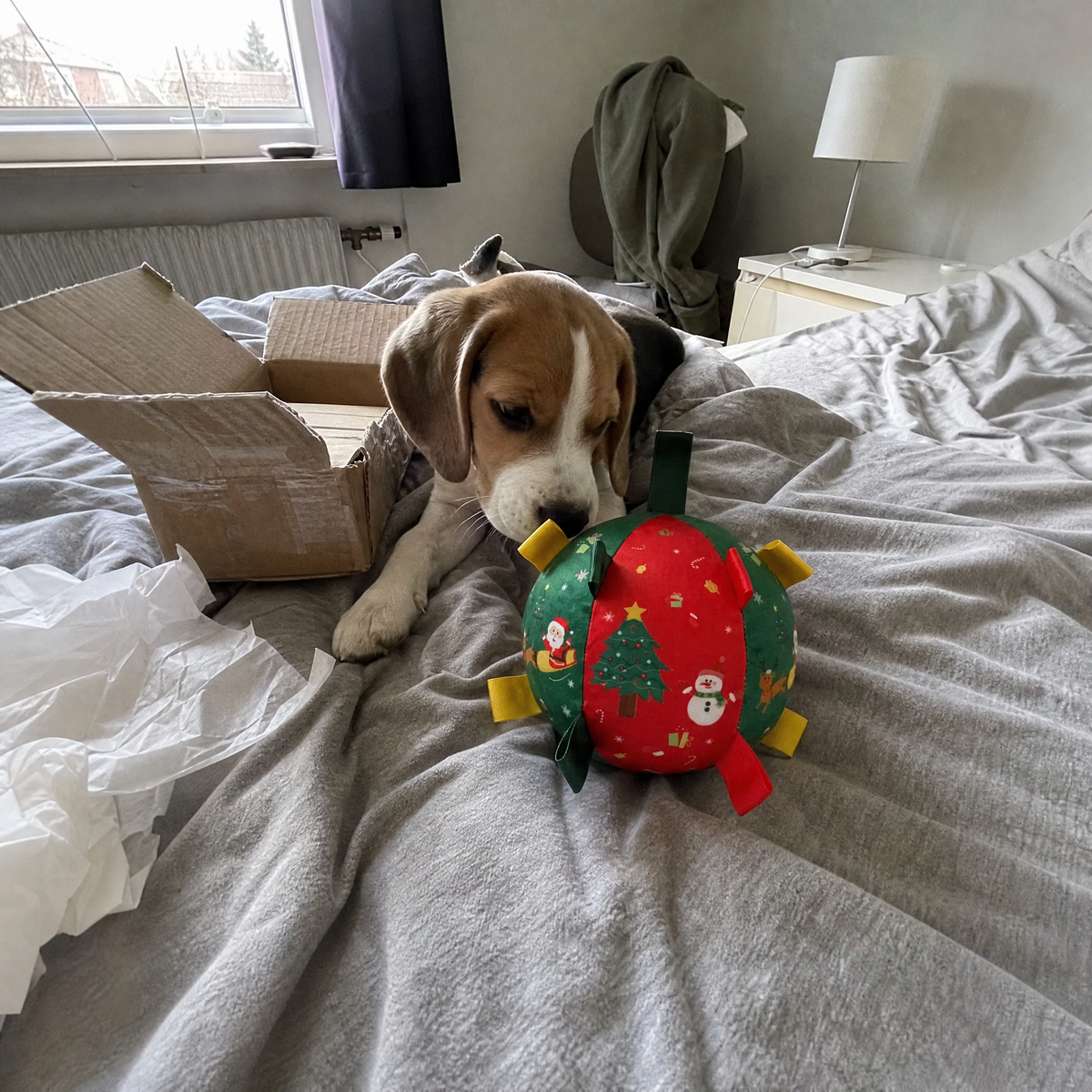 Beagle puppy with Bounce Paws ball