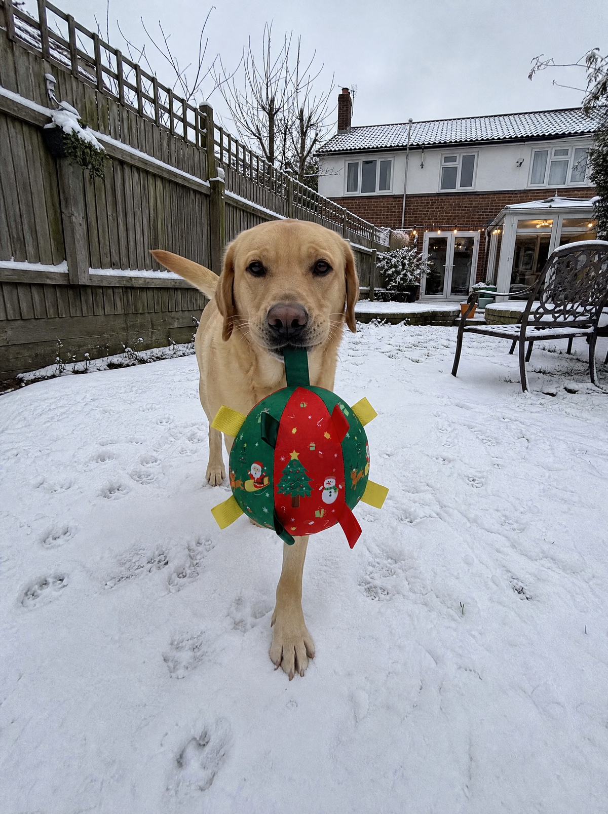 Labrador carrying the ball by its strap
