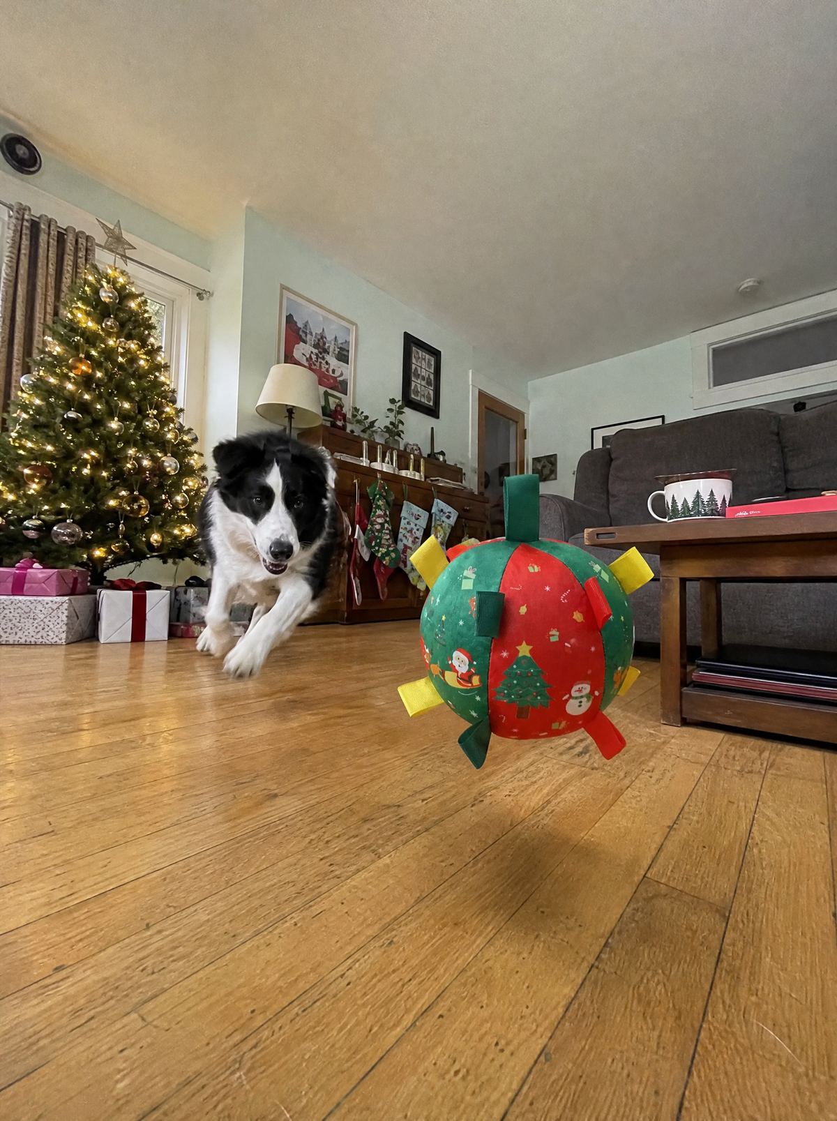 Border collie chasing the bouncing ball