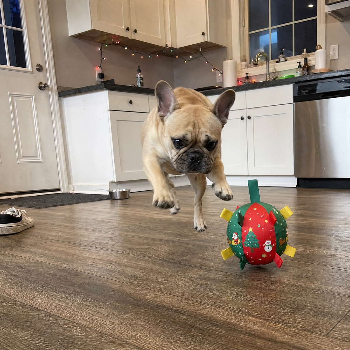 French bulldog chasing Merry Paws ball