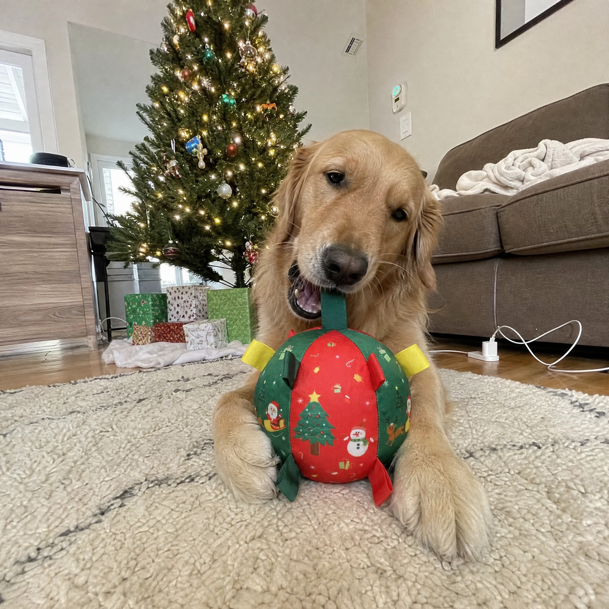 Golden retriever with Merry Paws ball