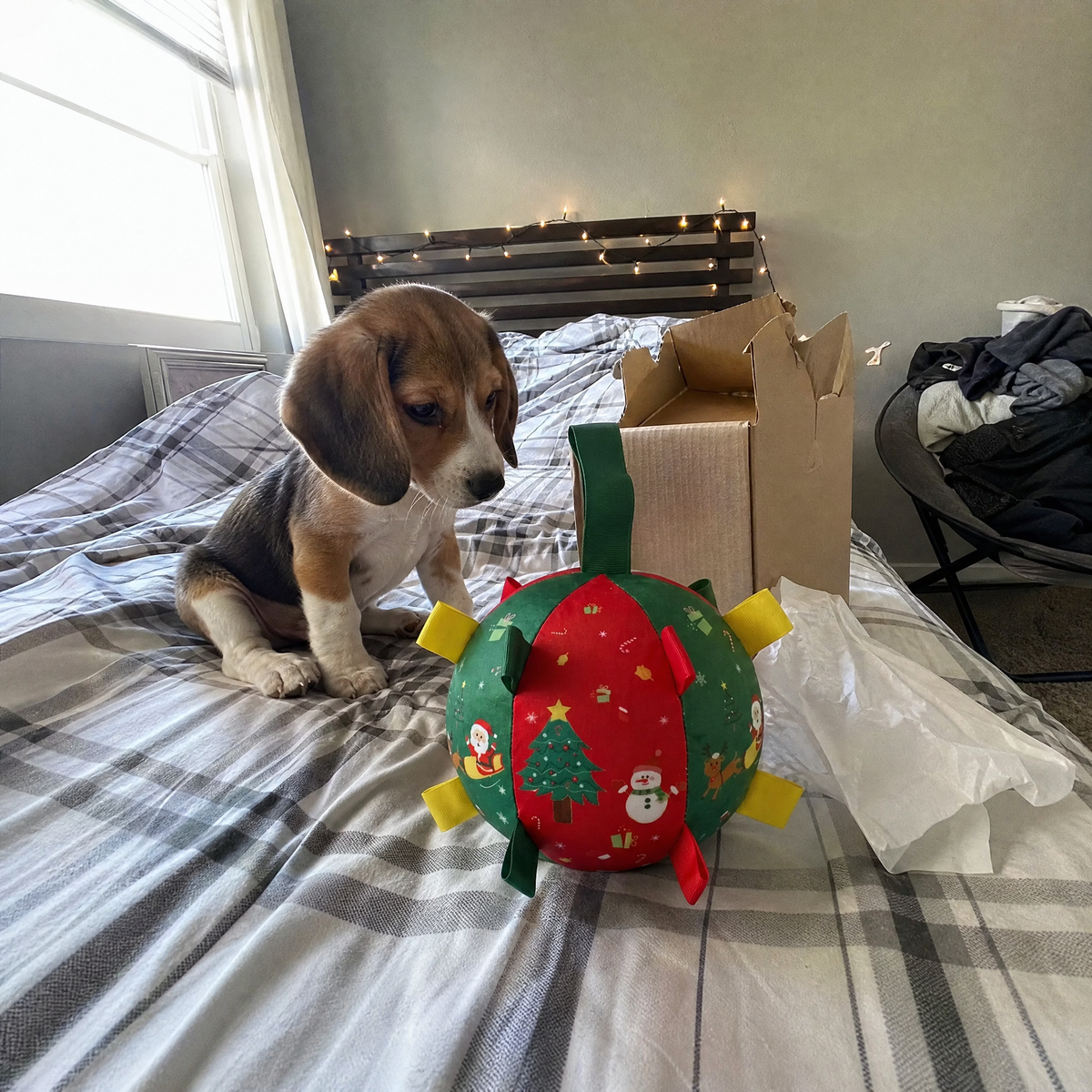Beagle puppy unboxing Merry Paws ball